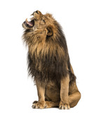 Lion roaring, sitting, Panthera Leo, 10 years old, isolated