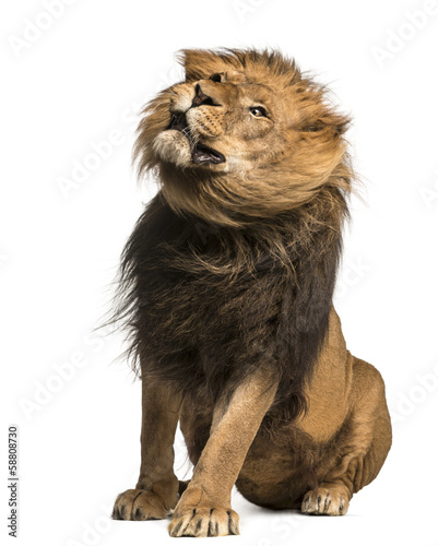 Fototapeta Naklejka Na Ścianę i Meble -  Lion sitting, shaking, Panthera Leo, 10 years old, isolated