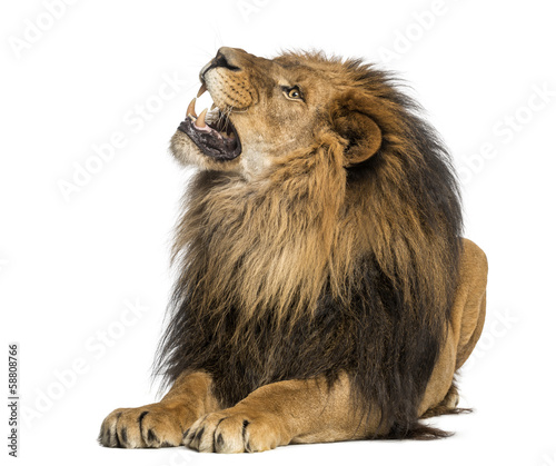 Fototapeta Naklejka Na Ścianę i Meble -  Lion lying, roaring, Panthera Leo, 10 years old, isolated
