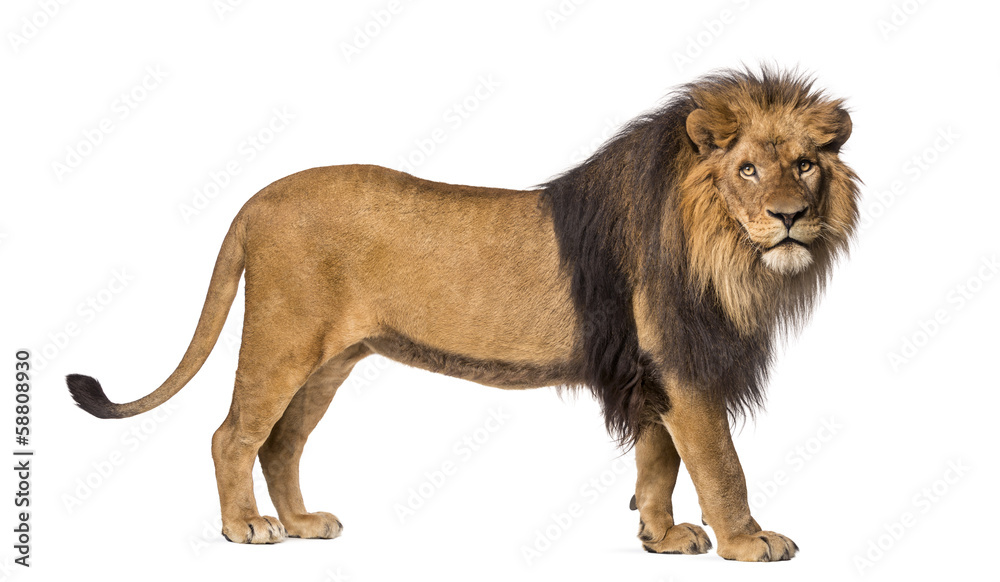 Obraz premium Widok z boku stojącego lwa, patrząc w kamerę