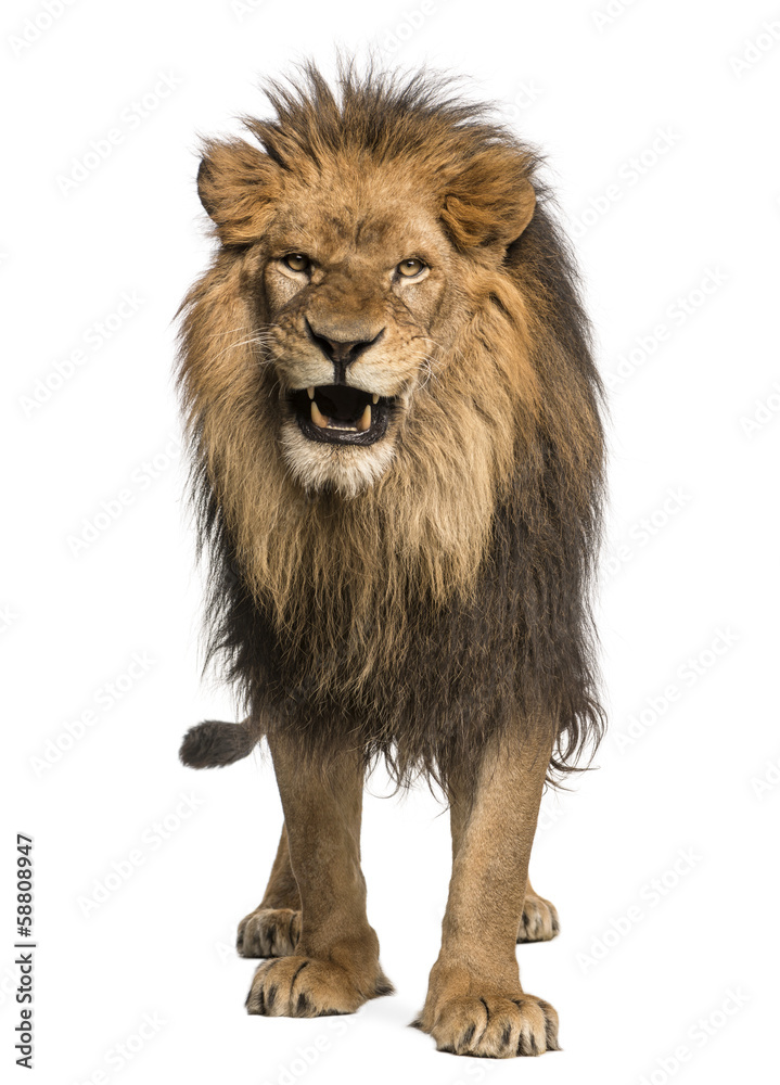 Obraz premium Widok z przodu ryczącego lwa, stojącego Panthera Leo