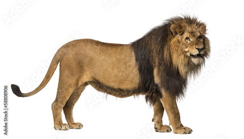 Fototapeta Naklejka Na Ścianę i Meble -  Side view of a Lion standing, roaring, Panthera Leo