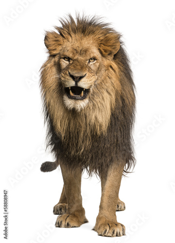 Front view of a Lion roaring, standing, Panthera Leo