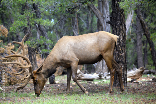 caribou dans la forêt du Grand Canyon