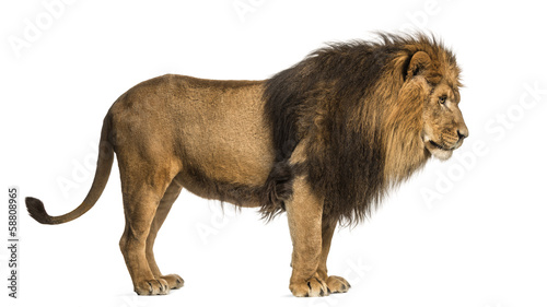 Fototapeta Naklejka Na Ścianę i Meble -  Side view of a Lion standing, Panthera Leo, 10 years old