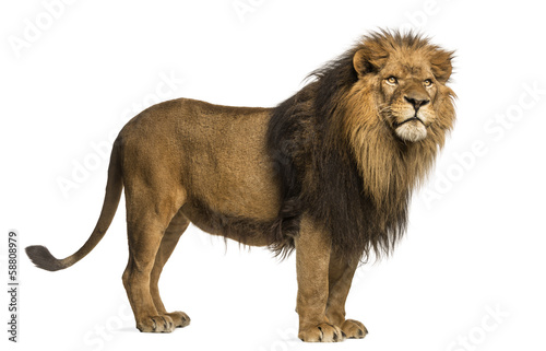 Side view of a Lion standing, Panthera Leo, 10 years old