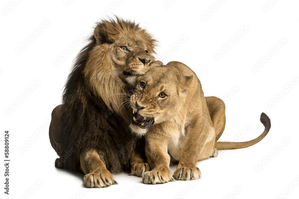 Naklejka premium Lion and lioness cuddling, lying, Panthera leo, isolated