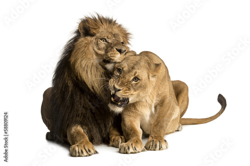 Fototapeta Naklejka Na Ścianę i Meble -  Lion and lioness cuddling, lying, Panthera leo, isolated