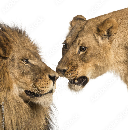 Close-up of Lion and lioness, Panthera leo, isolated on white