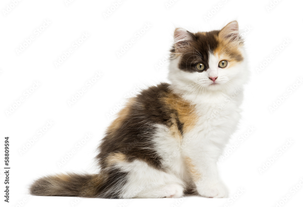 Side view of an Highland straight kitten sitting