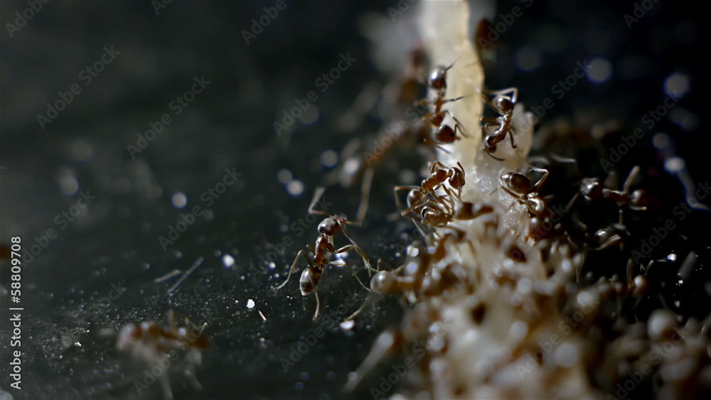 Army of Ants Eating