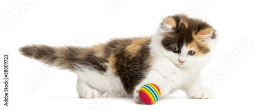 Side view of an Highland straight kitten playing with a ball