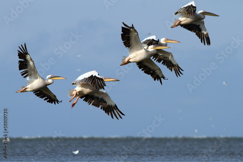 Fényképezés flock of pelicans flying over the sea