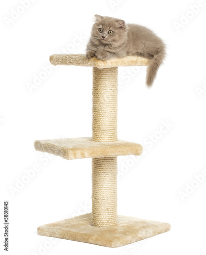 Fototapeta Naklejka Na Ścianę i Meble -  Highland fold kitten lying on top of a cat tree, isolated on whi