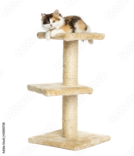 Fototapeta Naklejka Na Ścianę i Meble -  Higland straight kitten on top of a cat tree, isolated on white
