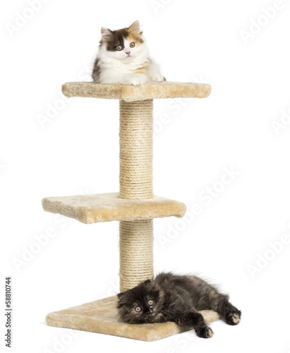 Fototapeta Naklejka Na Ścianę i Meble -  Higland straight and fold kittens lying on a cat tree, isolated