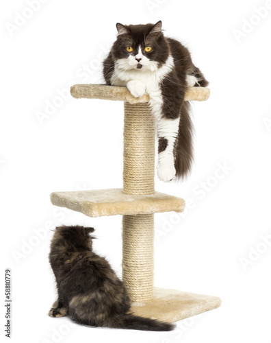 Fototapeta Naklejka Na Ścianę i Meble -  Cats on a cat tree, isolated on white
