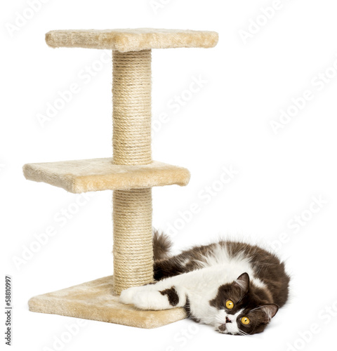 Fototapeta Naklejka Na Ścianę i Meble -  British longhair lying down at the foot of a cat tree, isolated