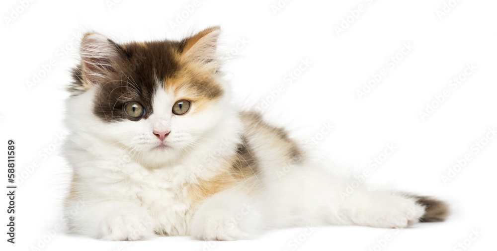 Higland straight kitten lying down, looking at the camera Higland straight kitten lying down, looking at the camera