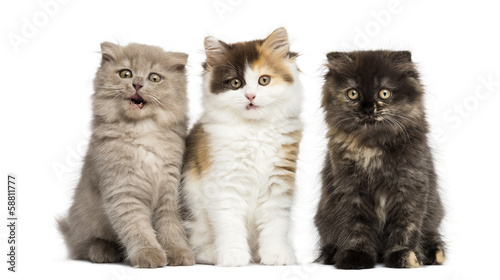 Higland straight and fold kittens sitting in a row, isolated
