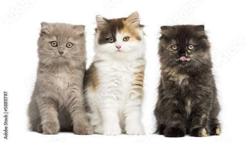 Higland straight and fold kittens sitting in a row, isolated