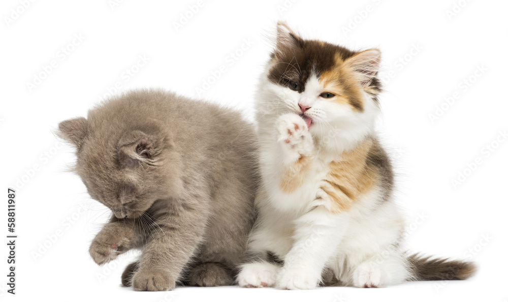 Higland straight and fold kittens sitting, having a wash