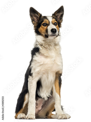 Border collie sitting  isolated on white