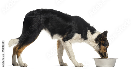 Fototapeta Naklejka Na Ścianę i Meble -  Side view of a Border collie eating from its bowl, isolated