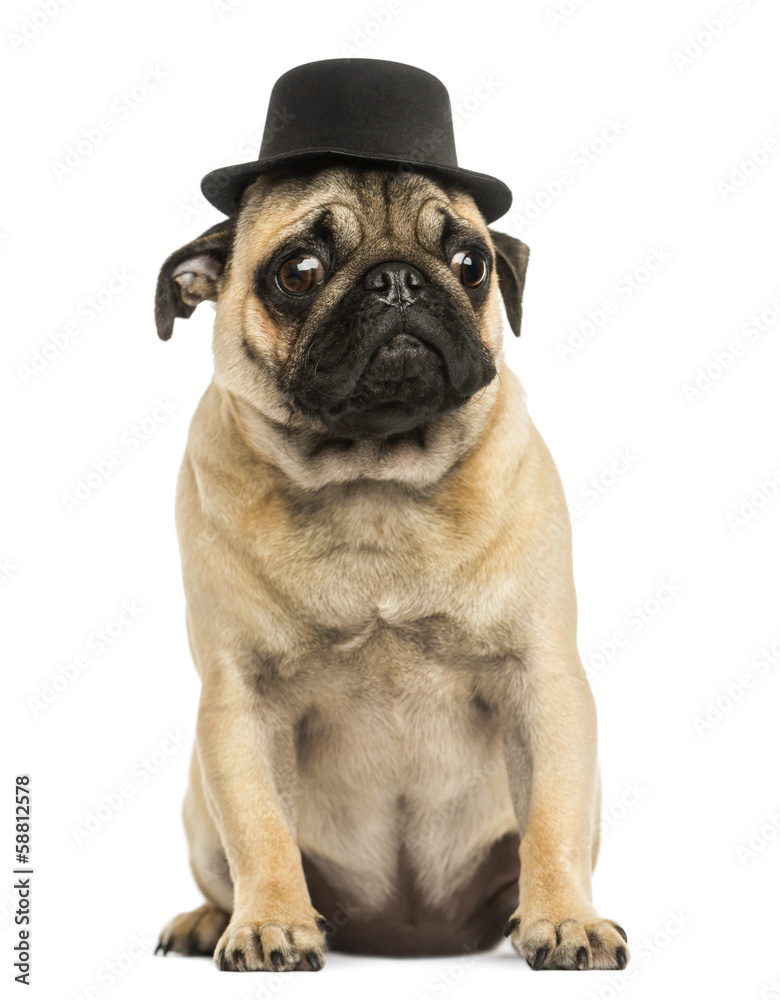 Front view of a Pug puppy wearing a top hat, sitting