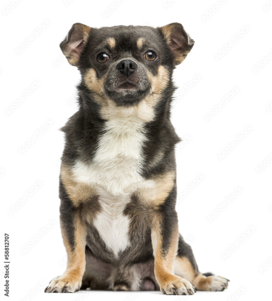 Front view of a Chihuahua sitting, 4 years old, isolated