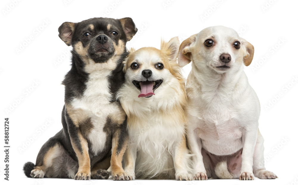 Group of Chihuahuas, isolated on white Group of Chihuahuas, isolated on white