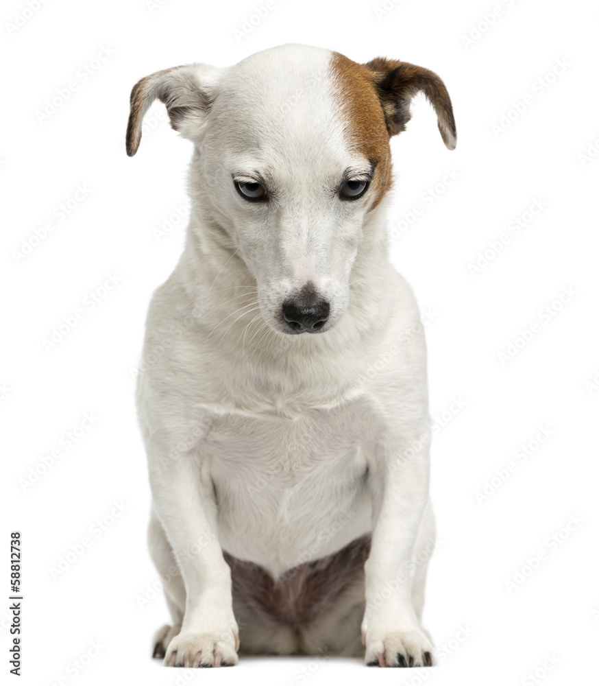 Front view of a Jack Russell Terrier sitting, looking down