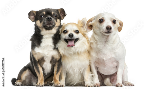 Group of Chihuahuas, isolated on white