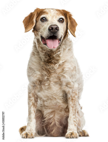 Fototapeta Naklejka Na Ścianę i Meble -  Old Brittany dog with eye cysts, panting, 12 years old, isolated