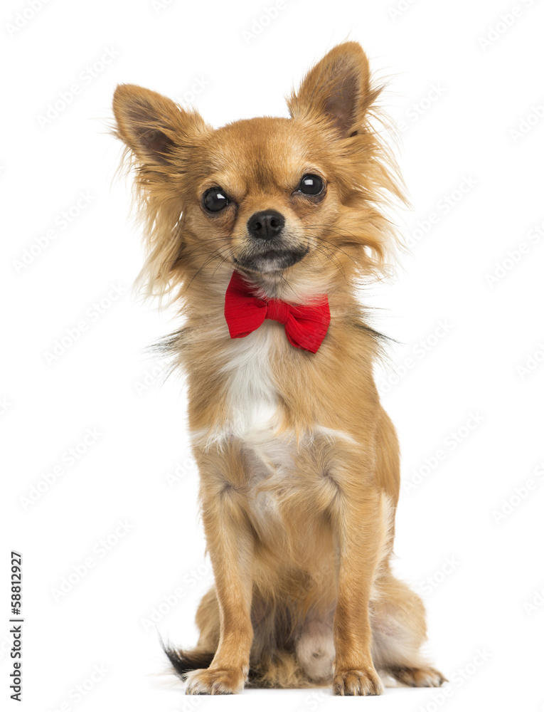 Front view of a Chihuahua wearing a bow tie, sitting, 11 months
