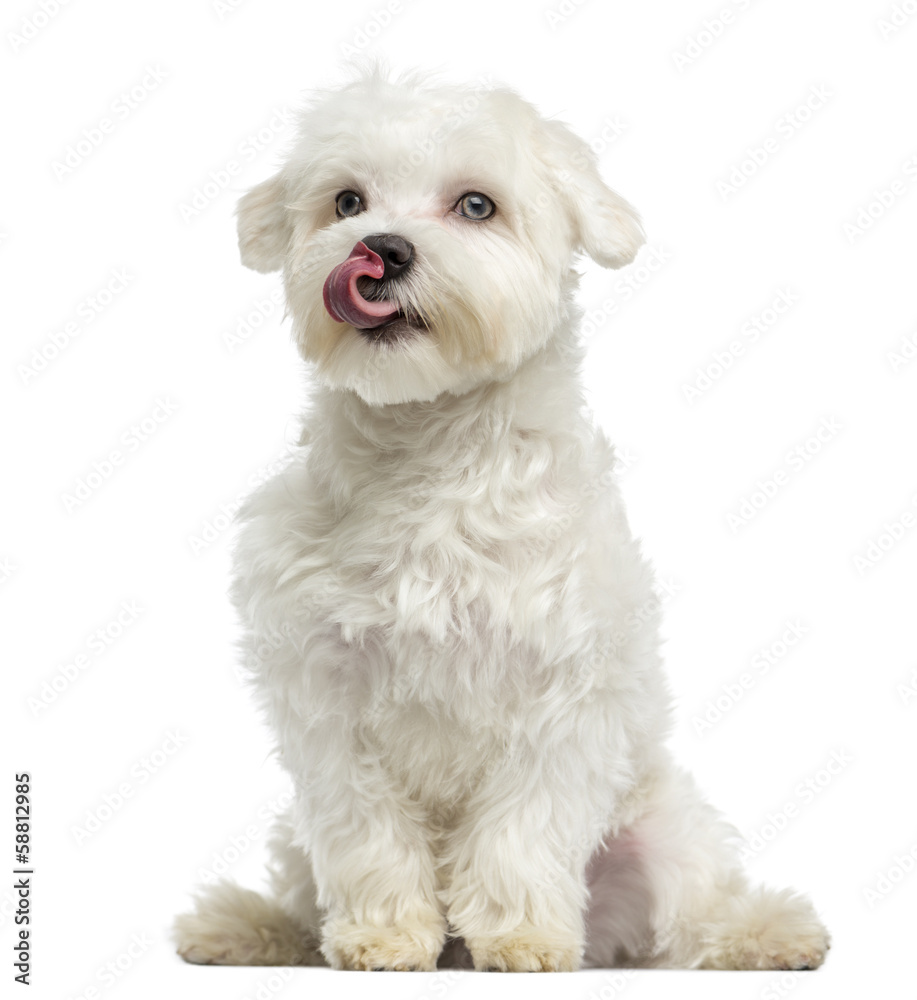 Maltese licking, sitting, 7 months old, isolated on white