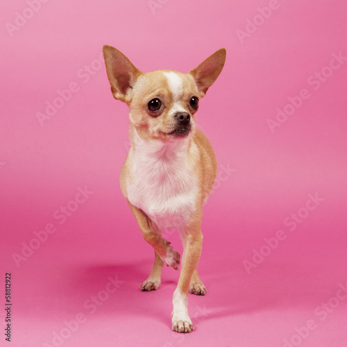 Chihuahua © AMZphoto