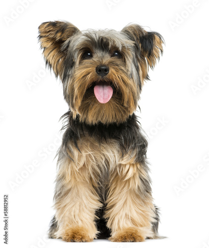 Front view of a Yorkshire Terrier sitting, panting, 9 months old