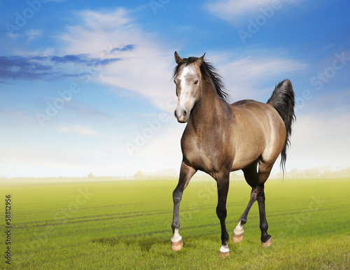 Horse runs trot on morning field