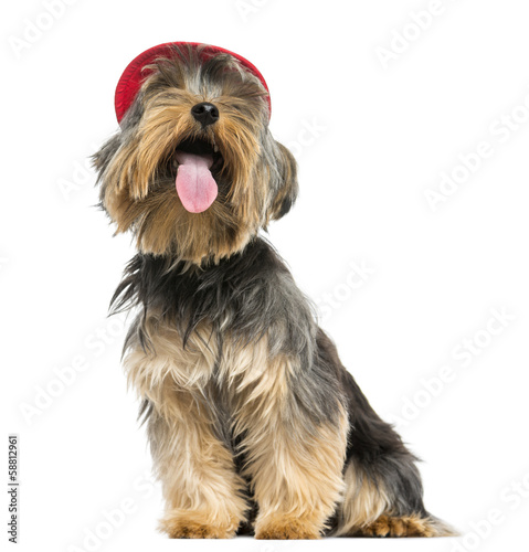 Fototapeta Naklejka Na Ścianę i Meble -  Yorkshire Terrier with a cap, panting, looking up, 9 months old