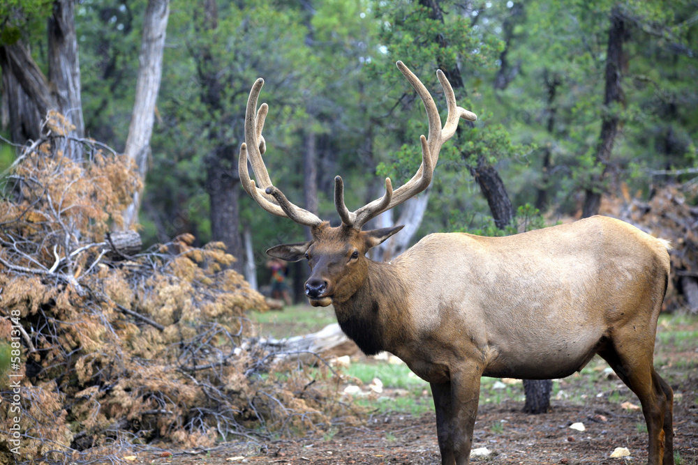 Obraz premium caribou dans la forêt du Grand Canyon