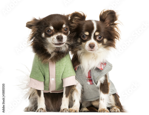 Two dressed-up Chihuahuas sitting next together, isolated