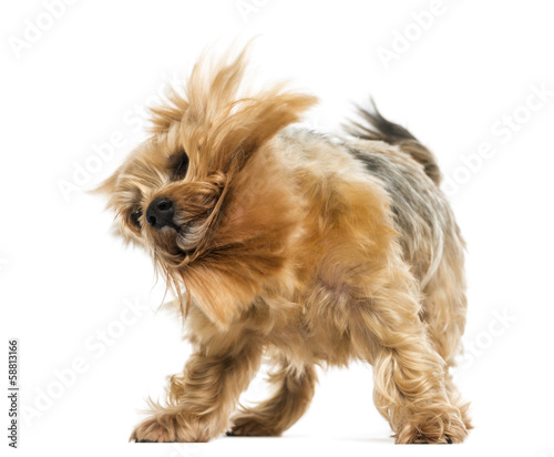 Fototapeta Naklejka Na Ścianę i Meble -  Yorkshire terrier standing, shaking, 6 years old, isolated