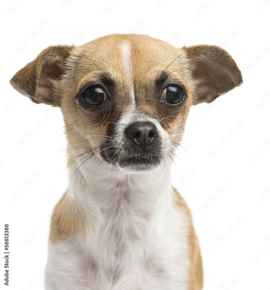 Close-up of a Chihuahua, 10 months old, isolated on white