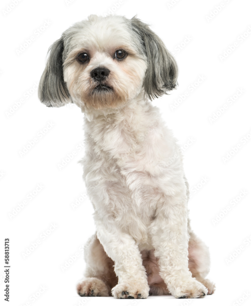 Shih Tzu sitting, 3 years old, isolated on white Shih Tzu sitting, 3 years old, isolated on white