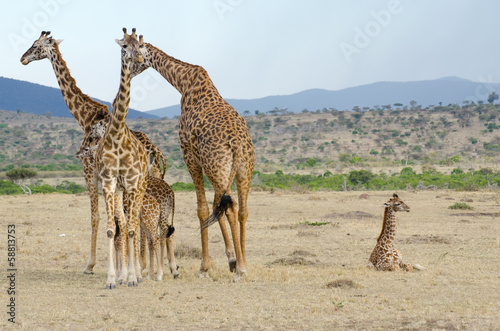 group of wild giraffe on the kenyan grasslands