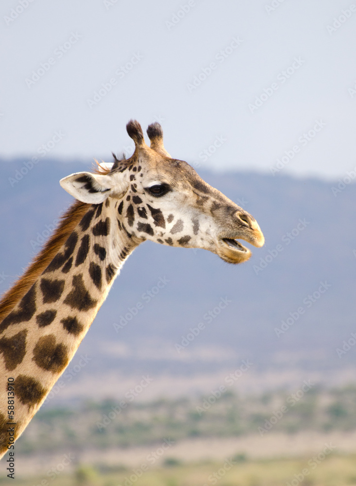 giraffe profile on background of blue sky giraffe profile on background of blue sky
