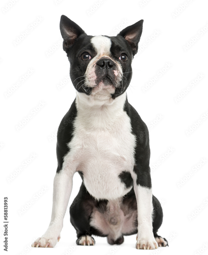 Front view of a Boston terrier sitting, 3 years old, isolated