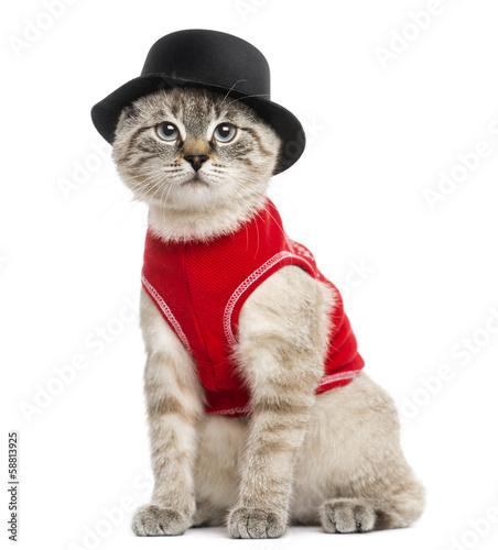 Fototapeta Naklejka Na Ścianę i Meble -  Siamese with red top and top hat, sitting, looking at the camera