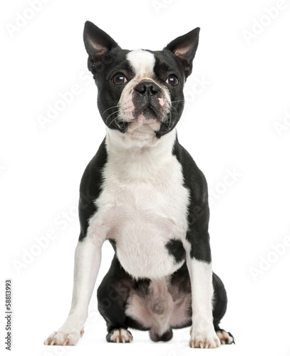 Fototapeta Naklejka Na Ścianę i Meble -  Front view of a Boston terrier sitting, 3 years old, isolated